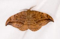 Drepana curvatula