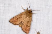 Mythimna ferrago