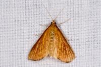 Nascia cilialis