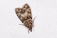 Eudonia mercurella