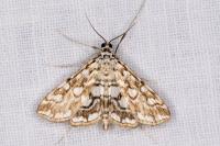 Elophila nymphaeata