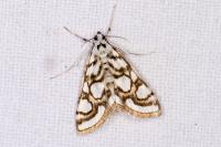 Nymphula nitidulata