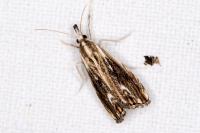 Catoptria verellus