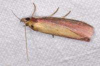 Oncocera semirubella