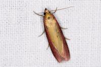 Oncocera semirubella