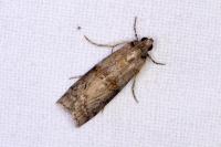 Phycita roborella