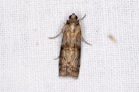 Phycita roborella