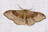 Idaea degeneraria
