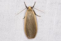 Collita griseola