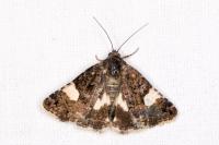 Tyta luctuosa
