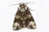 Craniophora ligustri
