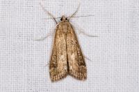 Parapoynx stratiotata