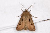 Agrotis exclamationis