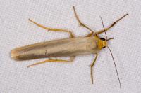 Manulea complana