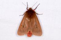 Phragmatobia fuliginosa