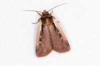 Ochropleura plecta