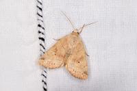 Cosmia trapezina