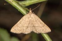 Paracolax tristalis