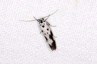 Ethmia quadrillella