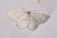 Asthena albulata