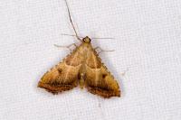 Endotricha flammealis