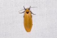 Wittia sororcula