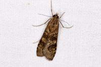 Nomophila noctuella