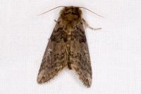 Tethea or