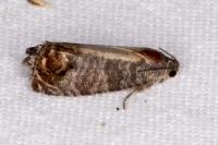 Cydia pomonella