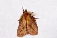 Euthrix potatoria