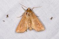 Mythimna albipuncta