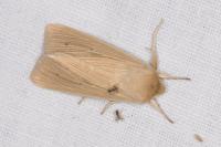 Mythimna pallens