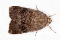 Noctua janthe/janthina