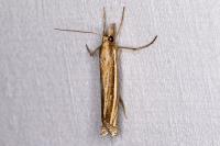 Ancylolomia tentaculella