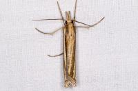 Ancylolomia tentaculella