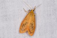 Miltochrista miniata