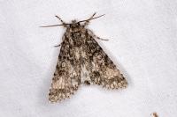 Acronicta megacephala