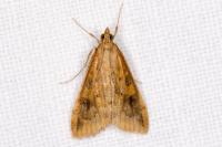 Udea ferrugalis
