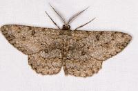 Hypomecis punctinalis