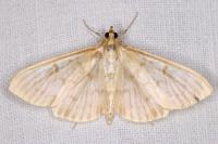 Patania ruralis