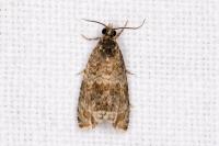 Celypha lacunana