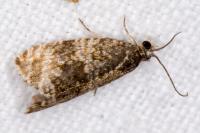 Celypha lacunana