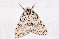 Lymantria monacha