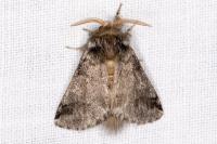 Thaumetopoea processionea