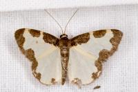 Lomaspilis marginata