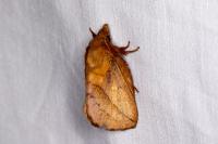 Euthrix potatoria