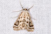 Parapoynx stratiotata