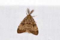 Lymantria dispar