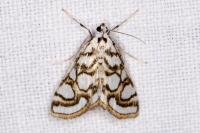 Nymphula nitidulata