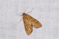 Parapoynx stratiotata